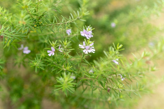 ハーブの植え方