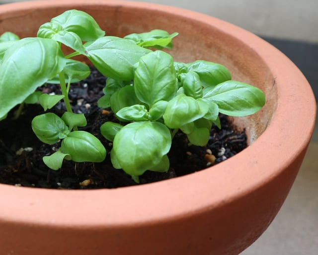 バジル鉢植え